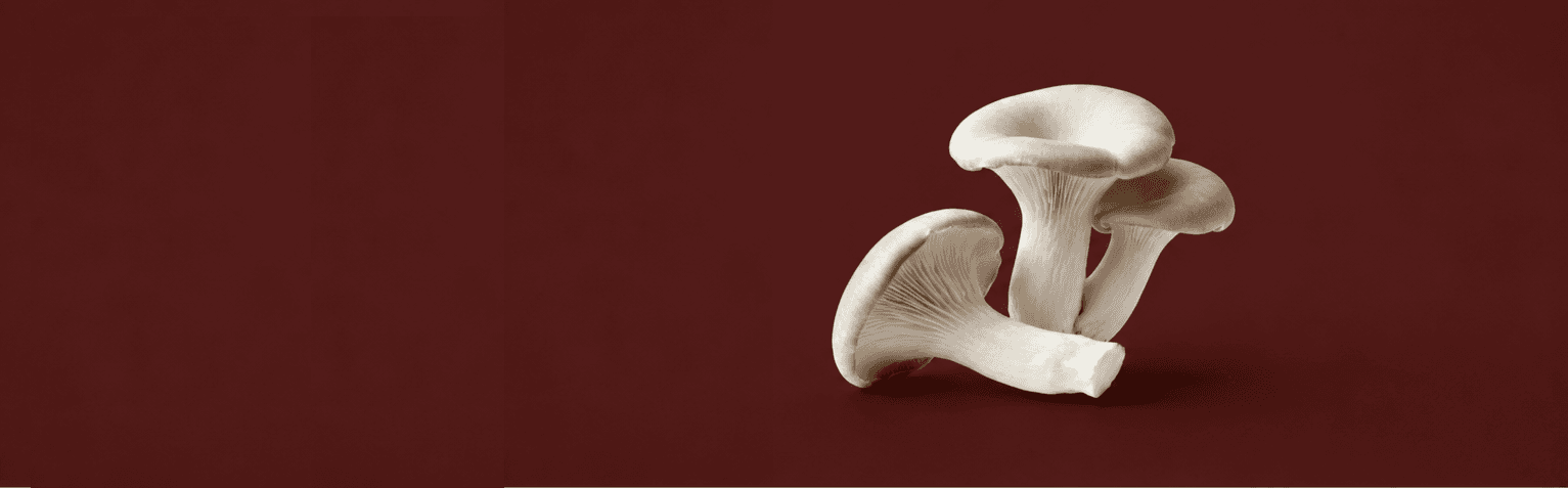 Organic gray oyster mushrooms growing chemical-free at The Silicon Shroom farm in Bengaluru